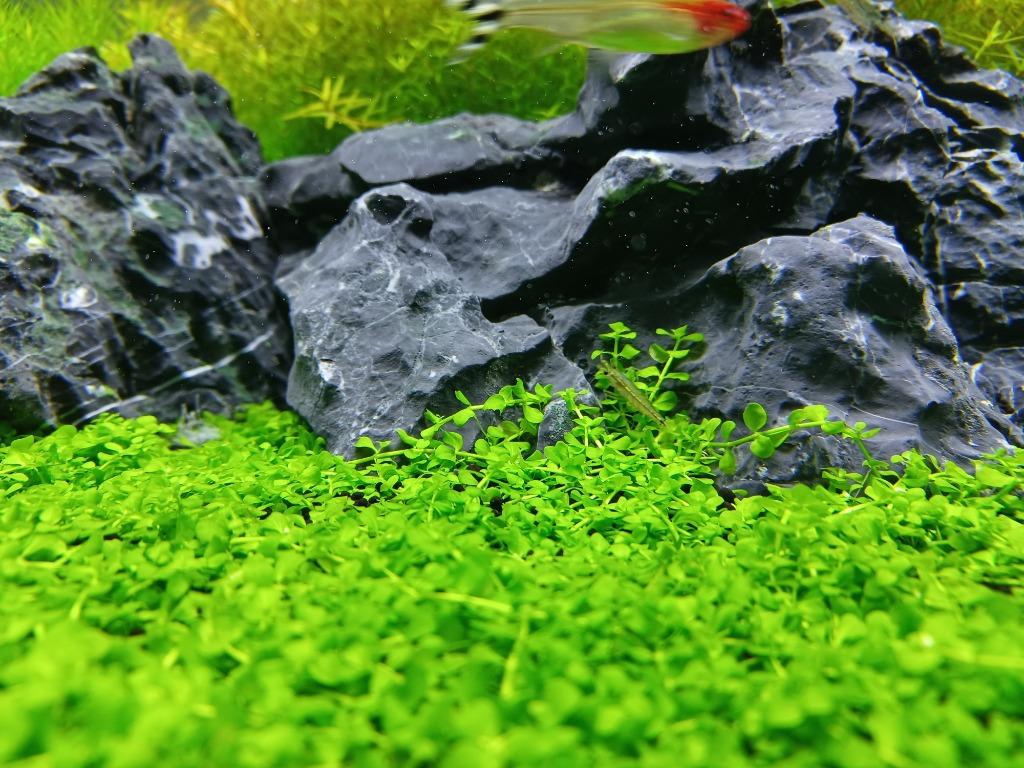 Micranthemum tweediei Montecarlo – Vitroleaf Aquatics