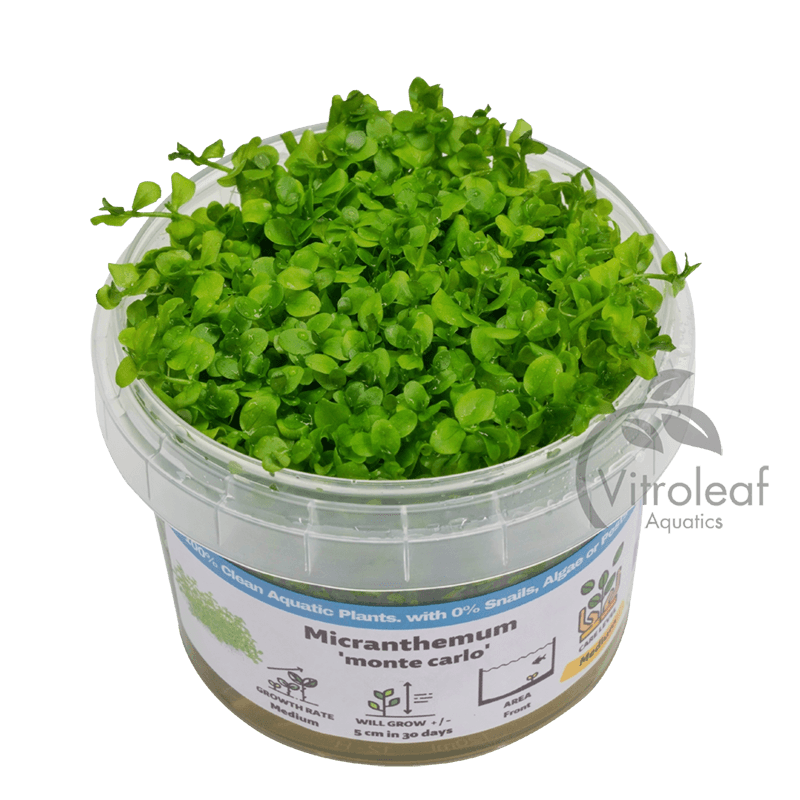 Micranthemum tweediei Montecarlo – Vitroleaf Aquatics