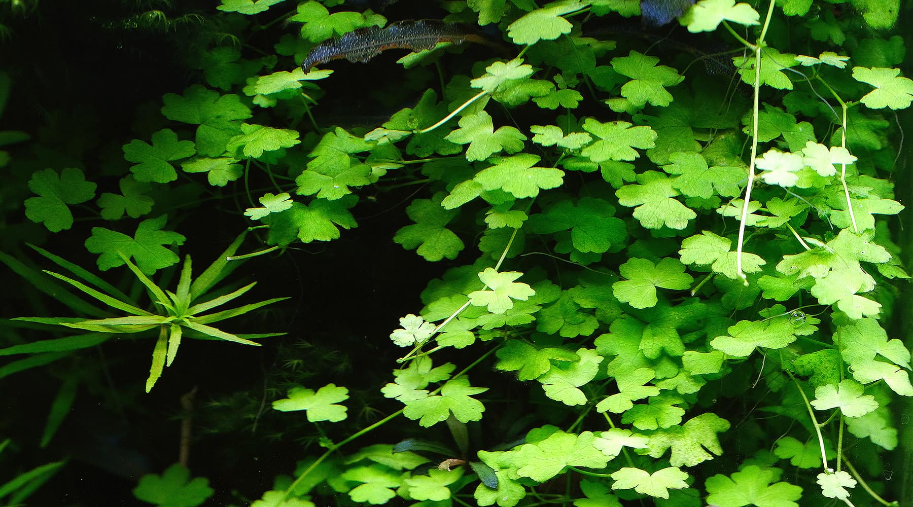 Hydrocotyle sp. “Japan” – Vitroleaf Aquatics